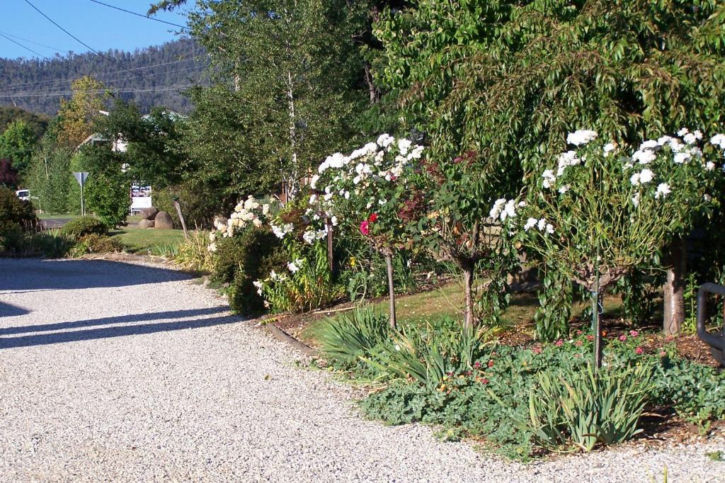 Bogong Moth Motel Mount Beauty Exteriör bild